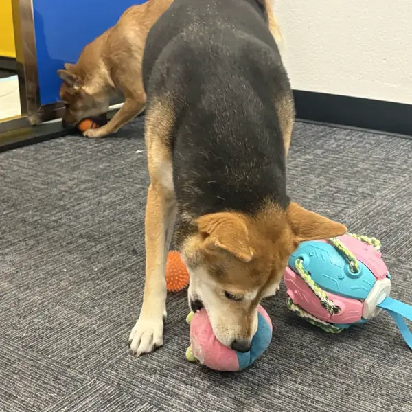 Dog enjoying a boarding stay at K9 Rox Club